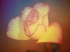 rose_regenbogen_v1