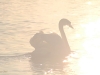 schwan-im-sonnenschein_original