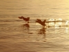 zwei_enten_start