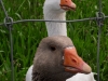 was guckst du